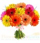 12 Gerberas Bouquet