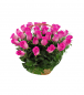 35 pink roses basket