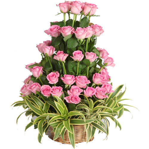 lush of love roses