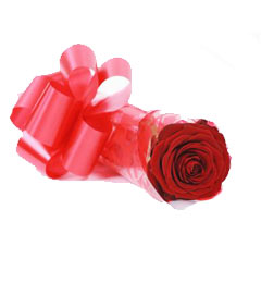 Single Red Rose