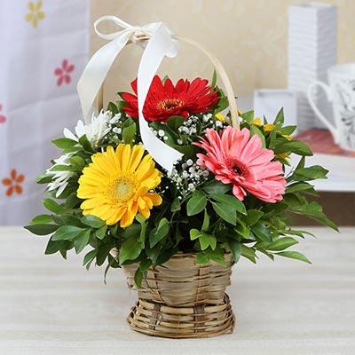 Bunch of 8 Gerberas in a Round Basket