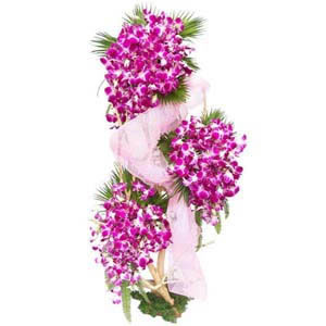  Ravishing Orchids