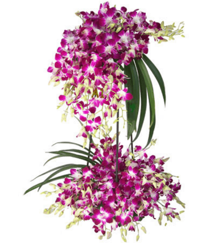 royal purple orchid arrangement