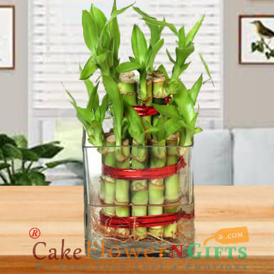 2 Layer Lucky Bamboo Plant